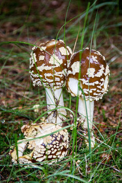 brown fly agaric (Amanita regalis)