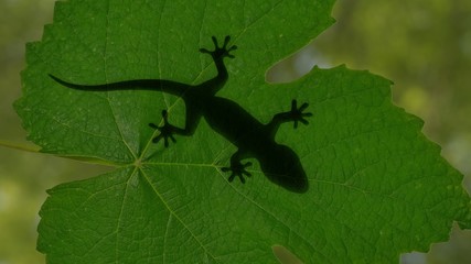Shadow of a gecko lizard crawling on green leaves 3d illustration