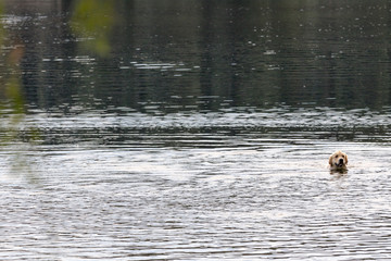 Sesto Calende, Italy - July 28 2017: Rescue dog in the waters of the river Ticino