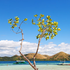 in the beautiful  island cosatline and tree