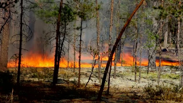 Real forest fire. Dangerous spontaneous natural disaster for the environment - the fire - the threat of large fires. Uncontrolled spread of fire for forest land.
