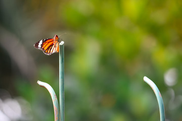 An orange butterfly on green pillar. Bokeh background
