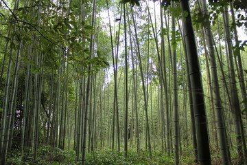 Fototapeta na wymiar forêt de bambou, japon, bambouseraie