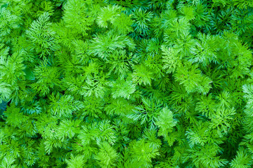 Green leaves of curly parsley