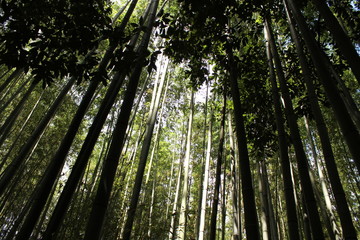 foret de bambou au japon, bambouseraie