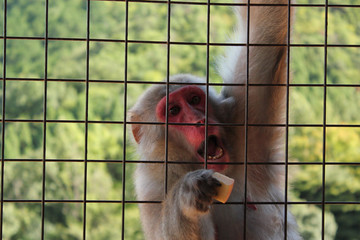 monkey behind a cage in japan