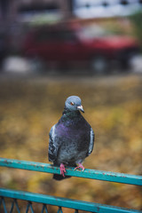 Pigeon