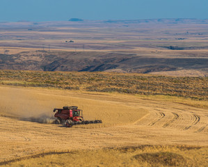 A Job With a View.  Wheat Harvest in the High Desert 