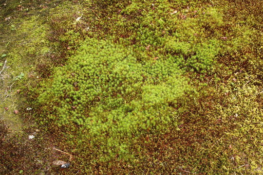 green plant nature, and moss, close-up view