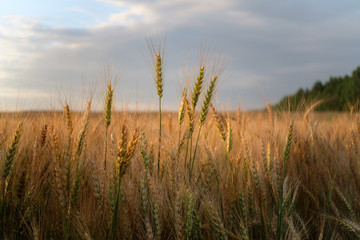 Golden ears of wheat at sunset