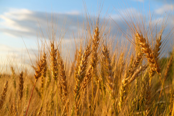 Golden ears of wheat at sunset
