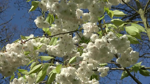 Close up footage of clean white cherry blossom slowly moved by soft breeze camera angled up towards sky showing the beautiful white flowers and the blue sky in background typical spring time scene 4k