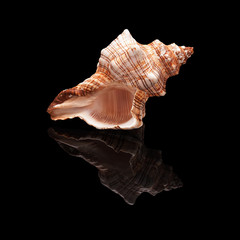 Seashell on a black background isolated