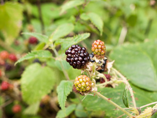 close up of a lush and ripe blackberry in summer