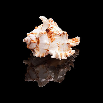 Seashell on a black background isolated