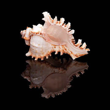 Seashell on a black background isolated