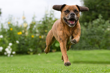 Beautiful Beagle cross with Staffordshire Bull Terrier dog running on lawn