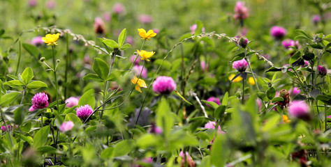 Wiesenblumen