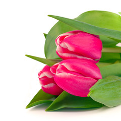 Pink tulip flowers 