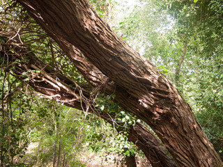 Obraz premium tree bark illuminated by sun light on country walk path