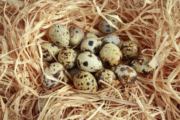 Obraz premium Fresh quail eggs in a straw nest