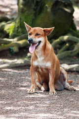 森の中のメス犬