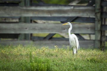 White egret in a field.