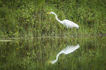 Reflection of a white egret.