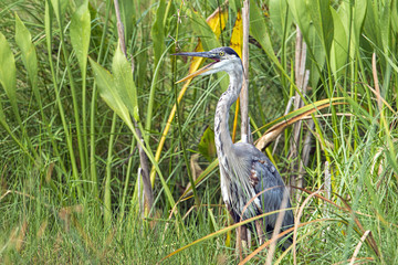Heron opens its beak.