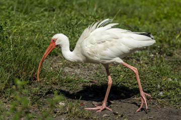 Ibis searches for food.