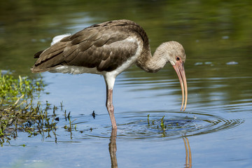Young ibis drinks water.