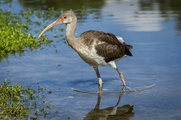 Juvenile ibis walks in water.