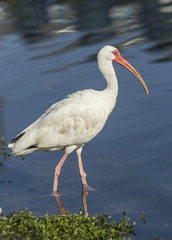 Portrait of ibis in pond.
