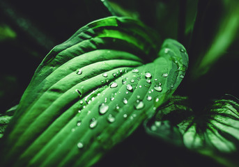Leaves hosts wavy with rain drops of water