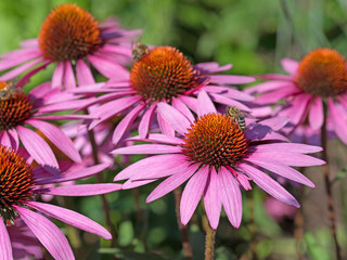 Purpur-Sonnenhut, Echinacea purpurea