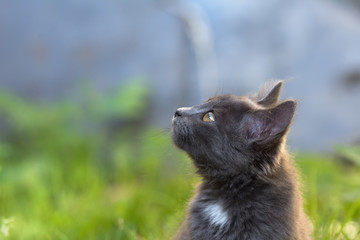Chaton en extérieur - outdoor kitten
