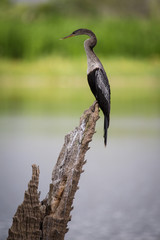 Anhinga Snake-Bird