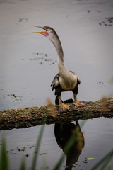 Anhinga Snake-Bird