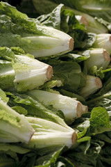 fresh romaine lettuce 