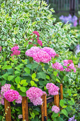 Blooming pink Hydrangea tree varieties "The pink annabelle"