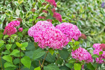 Pink hydrangea tree varieties 