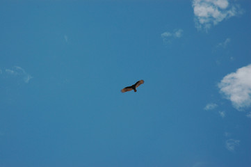 Condor