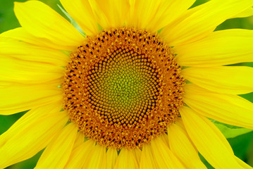 Sunflower close-up