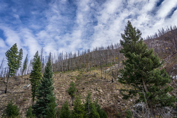 Burnt out Area of Sawtooth Mountains Begins Resurrection