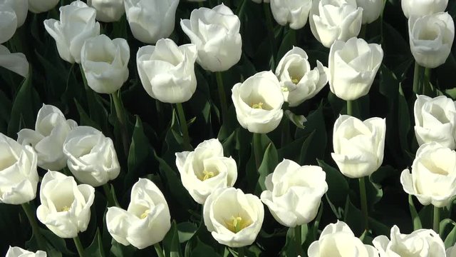 Footage of clean white tulips slowly moved by soft breeze camera angled down showing only the beautiful white flowers and the green leaves flowers are cultivated in large tulip park Netherlands 4k
