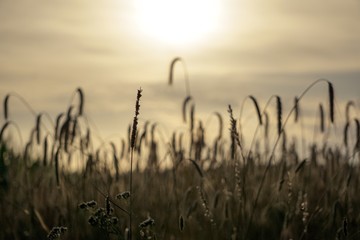 Getreide im Gegenlicht