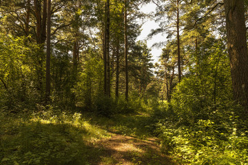Summer landscape in forest