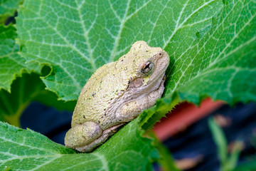 White Frog