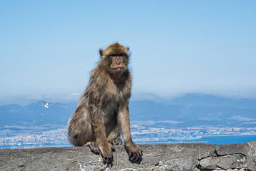 Ape sitting on a top of Gibraltar Rock