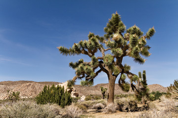 Landscape of Mojave desert and Joshua tree in California, USA
